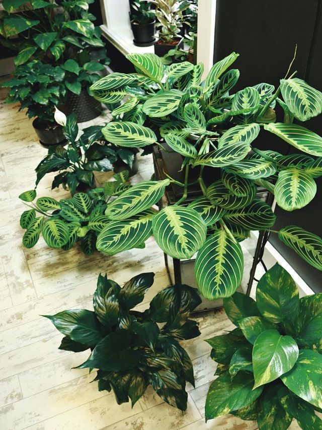 Vastu Tips For Placing Indoor Plants To Ensure They Bring Positivity