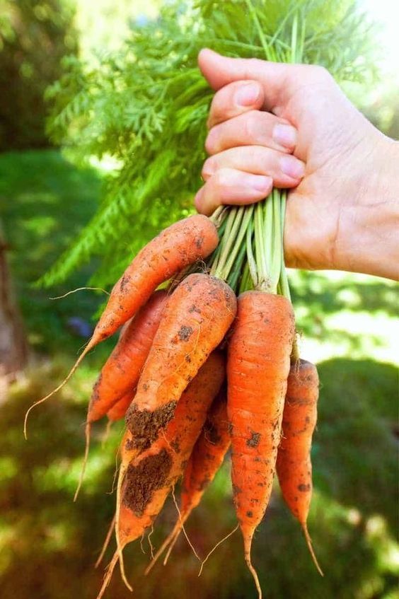 How To Grow Carrots At Home A Simple Guide