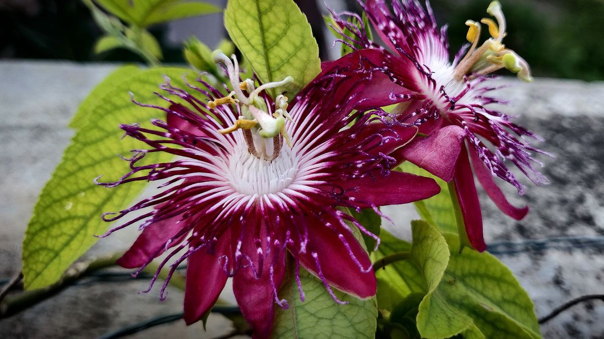 About Passion Flowers How To Grow Uses Images More