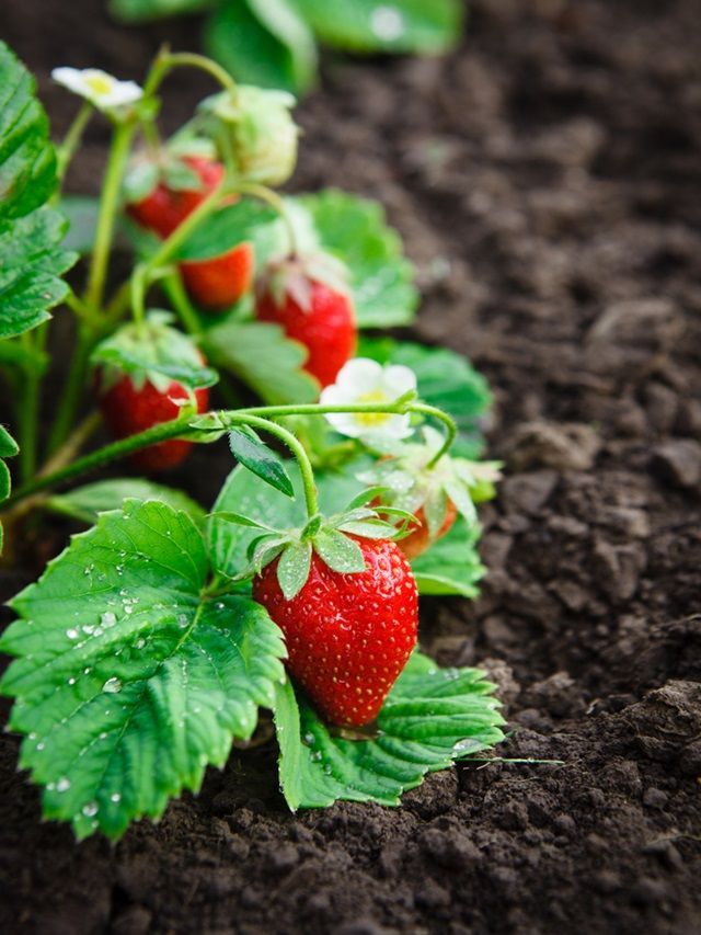 Grow Strawberries At Home 8 Easy Steps