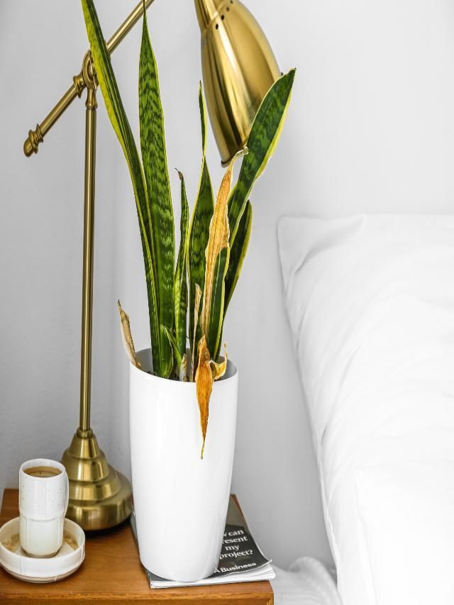 Is Your Snake Plant Dying Here Are Hacks To Revive A Dying Snake Plant