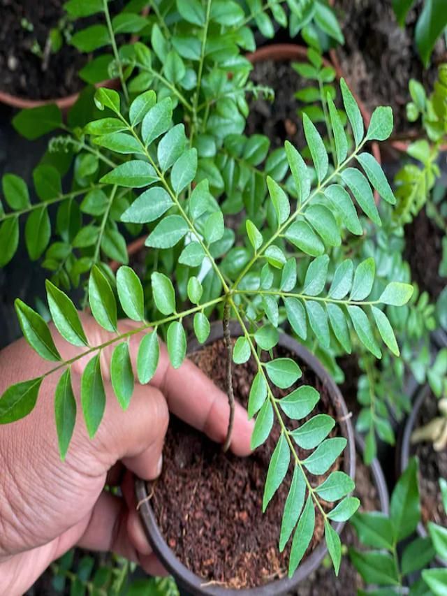 Grow Curry Patta Or Curry Leaves Plant At Home In Easy Steps