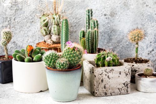 A Cactus Plant For Home Decoration, Succulent Plant Home Decor