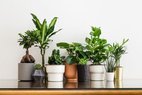 Choose And Care For Indoor Plants