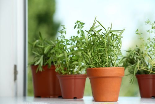 20 Kitchen Garden Ideas To Promote, Kitchen Garden Pots In Chennai