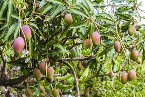 mango-tree