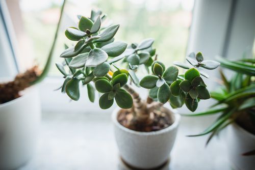 Jade Plant Meaning Benefits Types, Housewarming Plant Gift Meaning