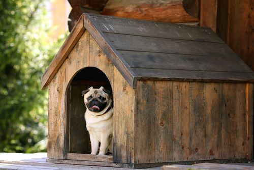 10 Interesting Dog House Designs for the Pet Parent in You | Puppy Houses