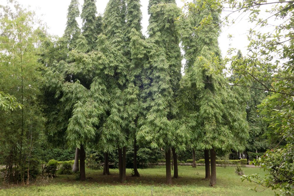 𝐕𝐚𝐬𝐭𝐮 𝐏𝐥𝐚𝐧𝐭𝐬 𝐟𝐨𝐫 𝐇𝐨𝐦𝐞 20 Plants That Are Best for Home As Per Vastu