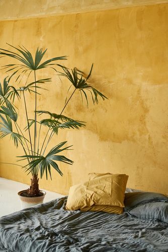 Image of a yellow wall with home plant in the room