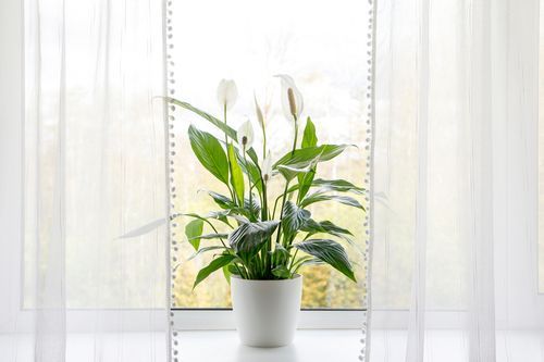 air-puryfing-house-plants-home-concept