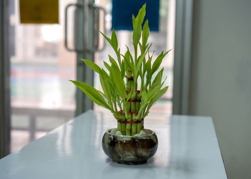 lucky-bamboo-pot-decorated-office-blurred