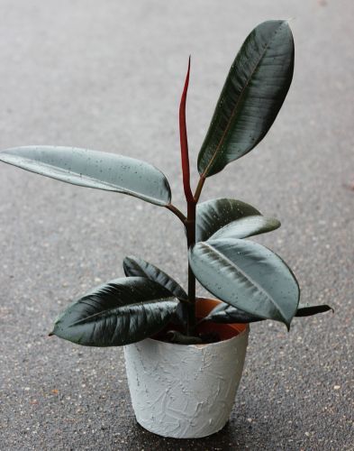 rubber-fig-plants