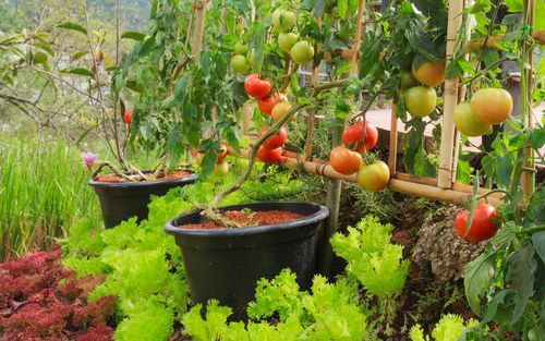 Top 20 Vegetable Garden Ideas To Grow Organic And Healthy Food