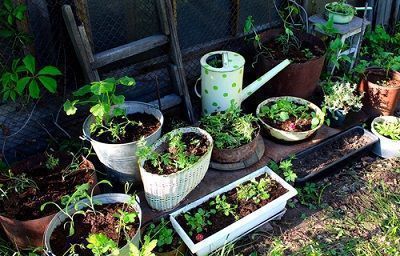 Best Home Gardening Tips for Beginners in India! - The Packers Movers -  Official Blog