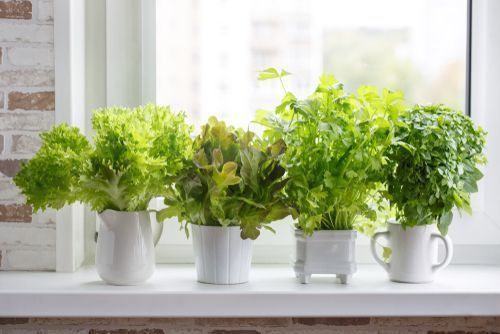 Best Home Gardening Tips for Beginners in India! - The Packers Movers -  Official Blog