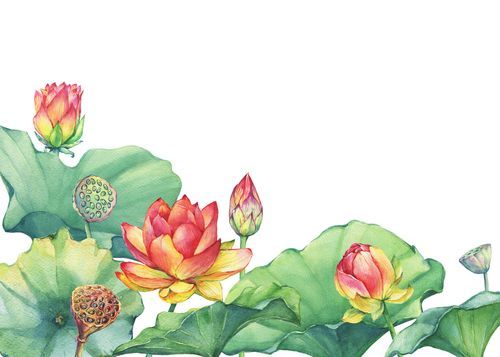 beautiful lotus flower feng shui paintings
