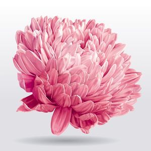chrysanthemum-flower