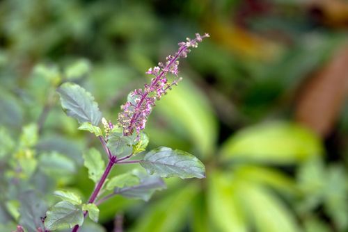 Vastu for Tulsi Plant or Holy Basil Religious Significance