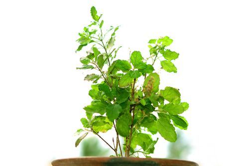 Vastu for Tulsi Plant or Holy Basil Religious Significance