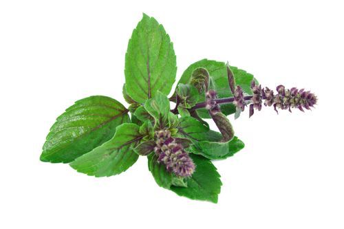 Vastu for Tulsi Plant or Holy Basil Religious Significance