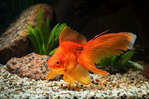 Types of vastu 2025 fishes