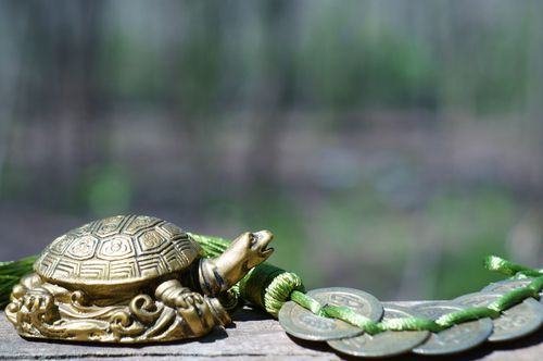 Secrets to a healthy, beautiful tortoise shell! 