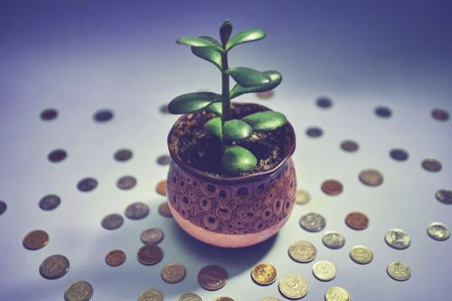 feng shui for wealth recommends placing a money plant in your house