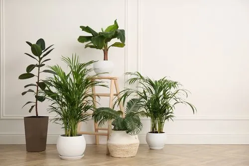 𝐏𝐚𝐥𝐦 𝐓𝐫𝐞𝐞 in House Vastu - Benefits, Types, Caution & Decor Inspiration