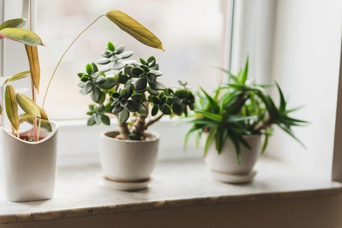 where to place jade plant in home 