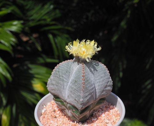 star-shaped Bishop's cap cactus plant