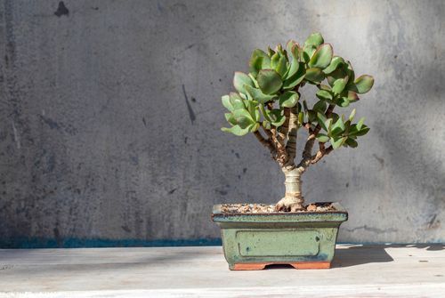 jade plant indoor