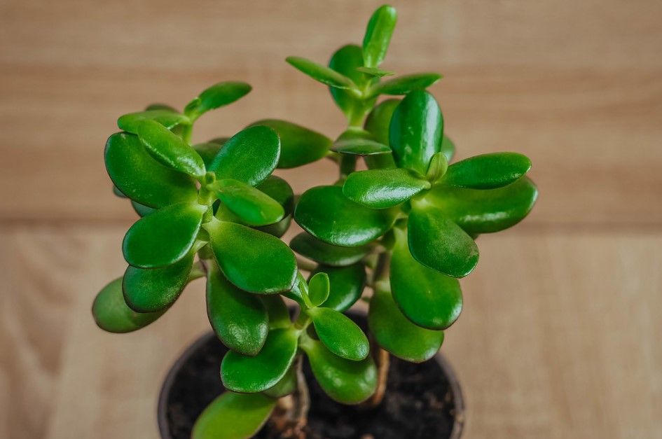 common jade: types of jade plants 