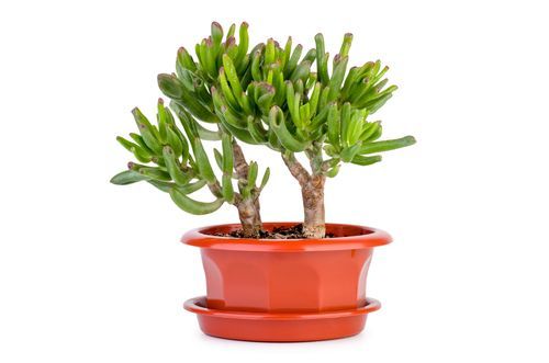 jade plant meaning