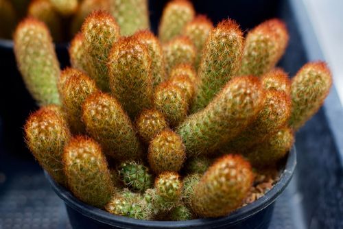 the cute Ladyfinger cactus plant