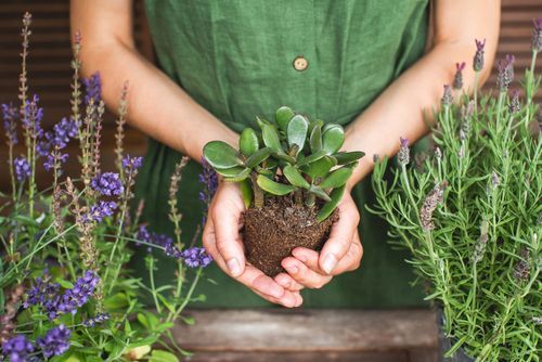 Jade Plant: Meaning, Benefits, Types, and Maintenance Tips