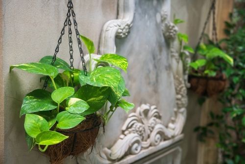 Indoor Hanging Plants for Home: Types, Display Ideas, and Benefits