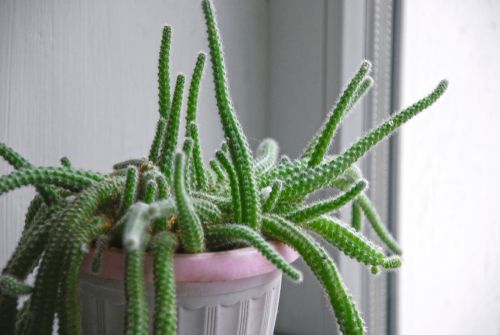  fast-growing Rat Tail cactus plant