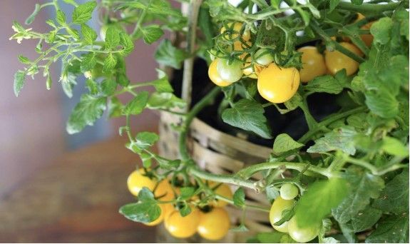 Tomato Plants - Benefits, Care & How to Grow Tomato Plant at Home