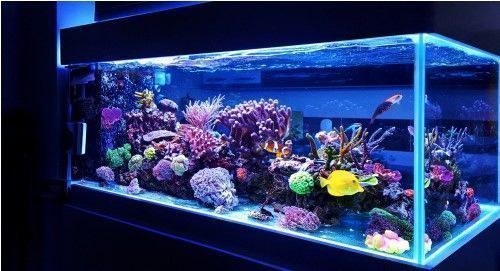 Fish Tank Or Aquarium Design Ideas