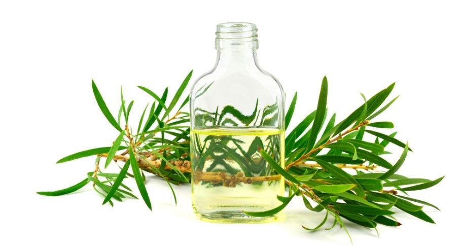 How To 𝐆𝐞𝐭 𝐑𝐢𝐝 𝐨𝐟 𝐌𝐨𝐬𝐪𝐮𝐢𝐭𝐨𝐞𝐬 | Best Home Remedies For Mosquitoes
