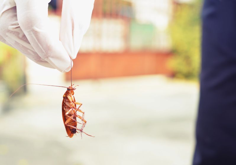 Do Mothballs Keep Roaches Away?