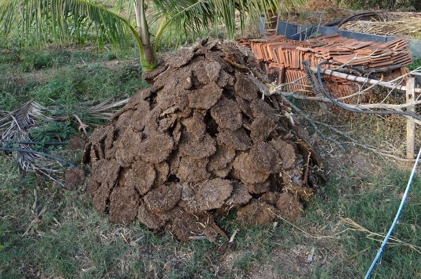 Dried cow dung cakes piled up for Ugadi festival