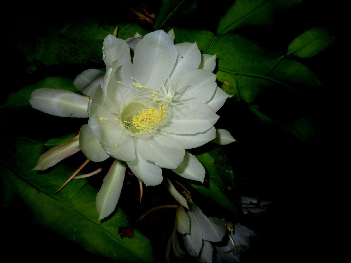 Brahma Kamal flower blooming at night 