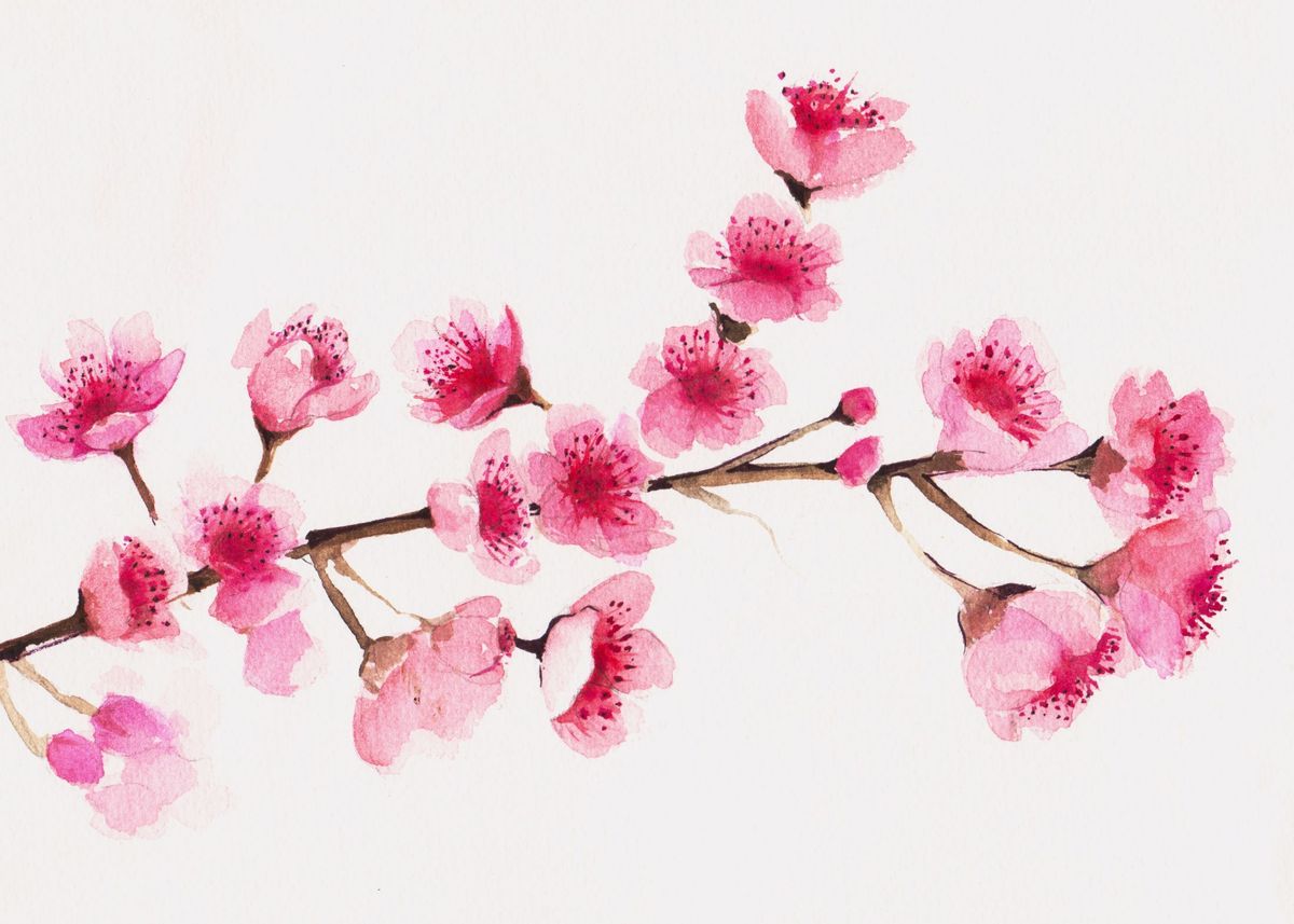 Cherry blossoms Feng Shui wallpaper 
