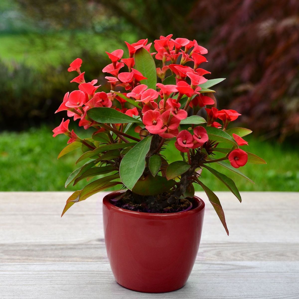 Crown of Thorns is one of the bad luck plants in Feng Shui