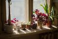feng shui plants for home