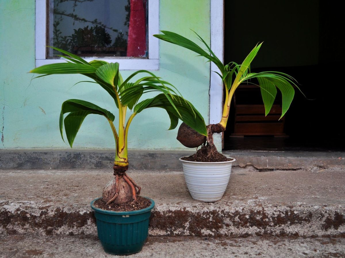 ತೆಂಗಿನ ಮರ: ಹೇಗೆ ಬೆಳೆಯುವುದು, ಉಪಯೋಗಗಳು, ಆರೋಗ್ಯ ಪ್ರಯೋಜನಗಳು ಮತ್ತು ವಾಸ್ತು ಸಲಹೆಗಳು