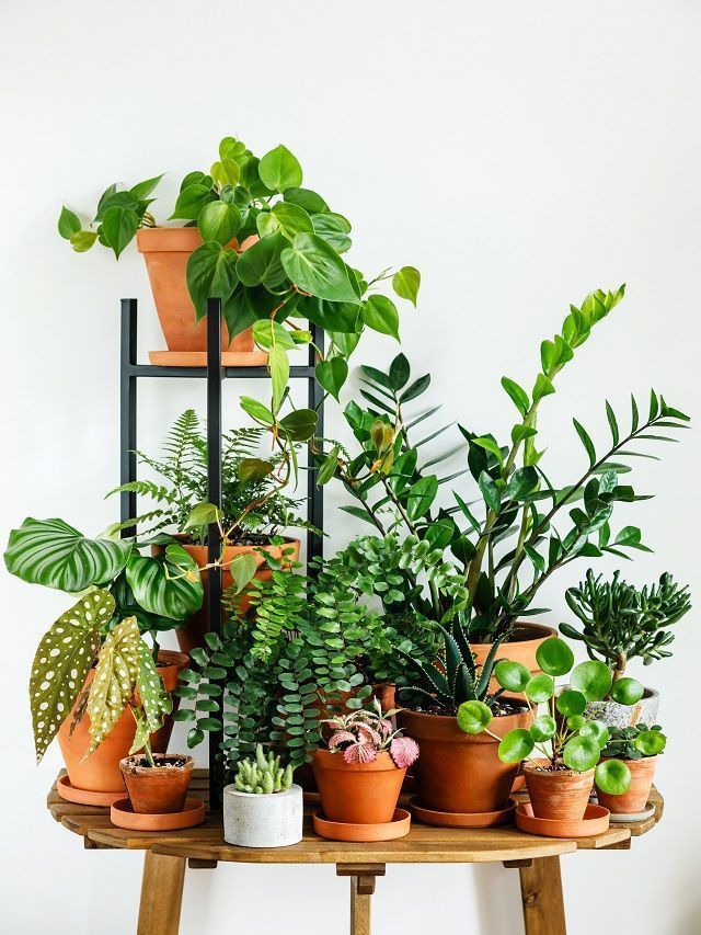 7 Indoor Plants That Require Low Maintenance And Won’t Die Easily