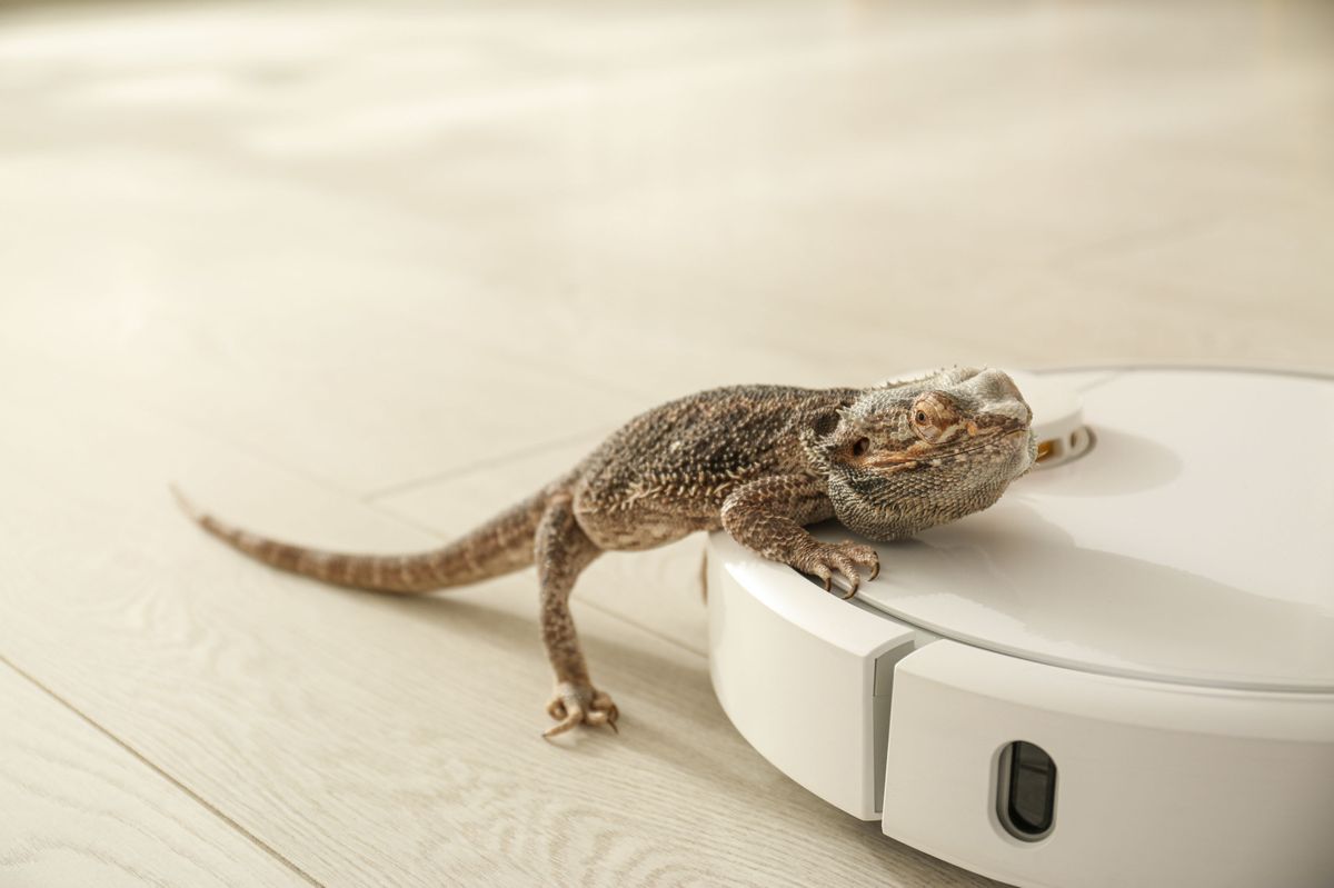 MostLoved Ways to Get Rid of Lizards At Home